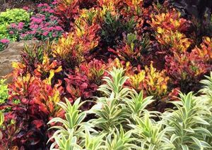 Florida garden with green, red, and yellow bushes.