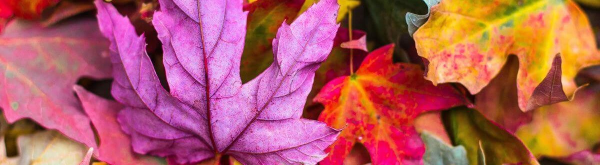 Pile of Fall Leaves