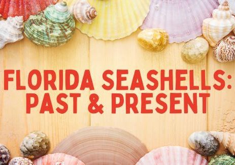 Florida Seashells: Past & Present