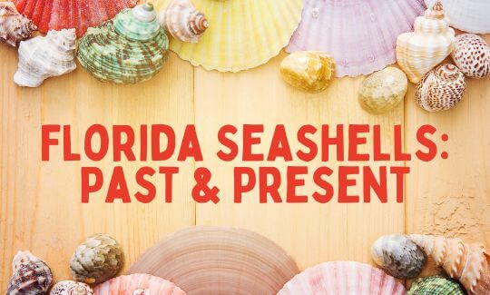 Florida Seashells: Past & Present