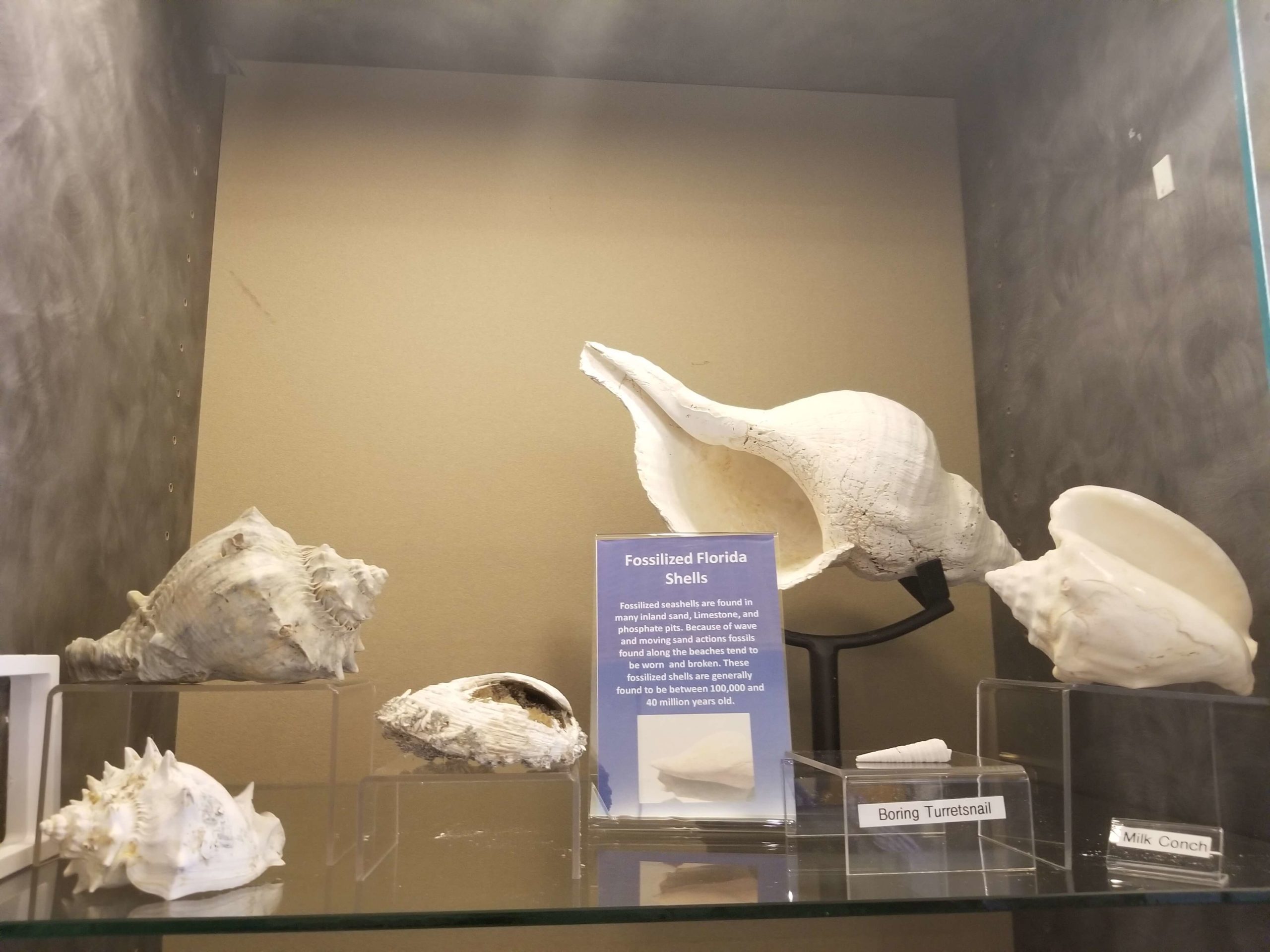 Fossil Display at Homosassa