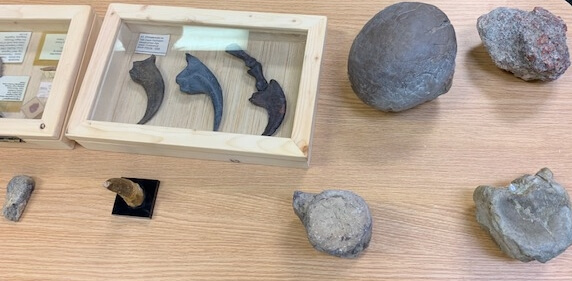 Fossils displayed on table