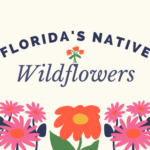 Florida’s Native Wildflowers