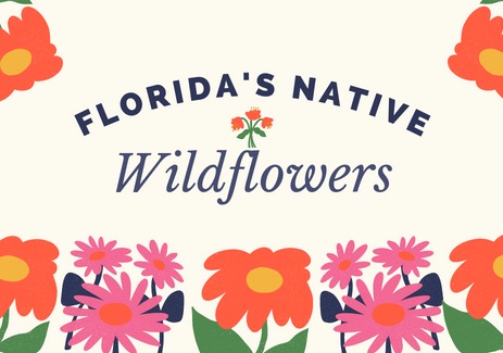 Florida’s Native Wildflowers