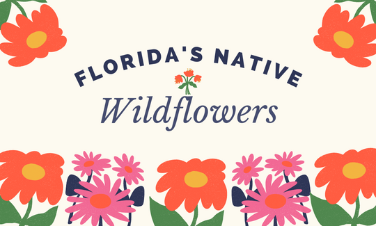 Florida’s Native Wildflowers