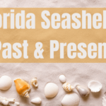 Florida Seashells Past & Present