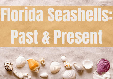 Florida Seashells Past & Present