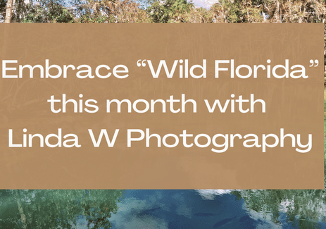 Embrace “Wild Florida” this month with Linda W Photography