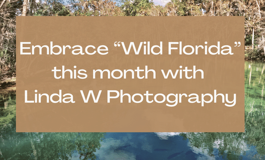 Embrace “Wild Florida” this month with Linda W Photography