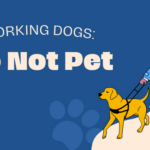 Working Dog Do Not Pet