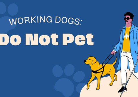 Working Dog Do Not Pet