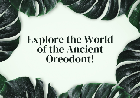 Explore the World of the Ancient Oreodont!