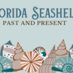 Florida Seashells Past and Present