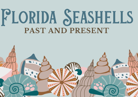 Florida Seashells Past and Present