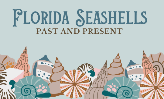 Florida Seashells Past and Present