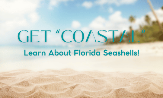 Get “Coastal”—Learn About Florida Seashells!