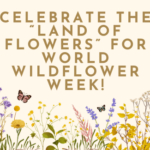 Celebrate the “Land of Flowers” for World Wildflower Week!